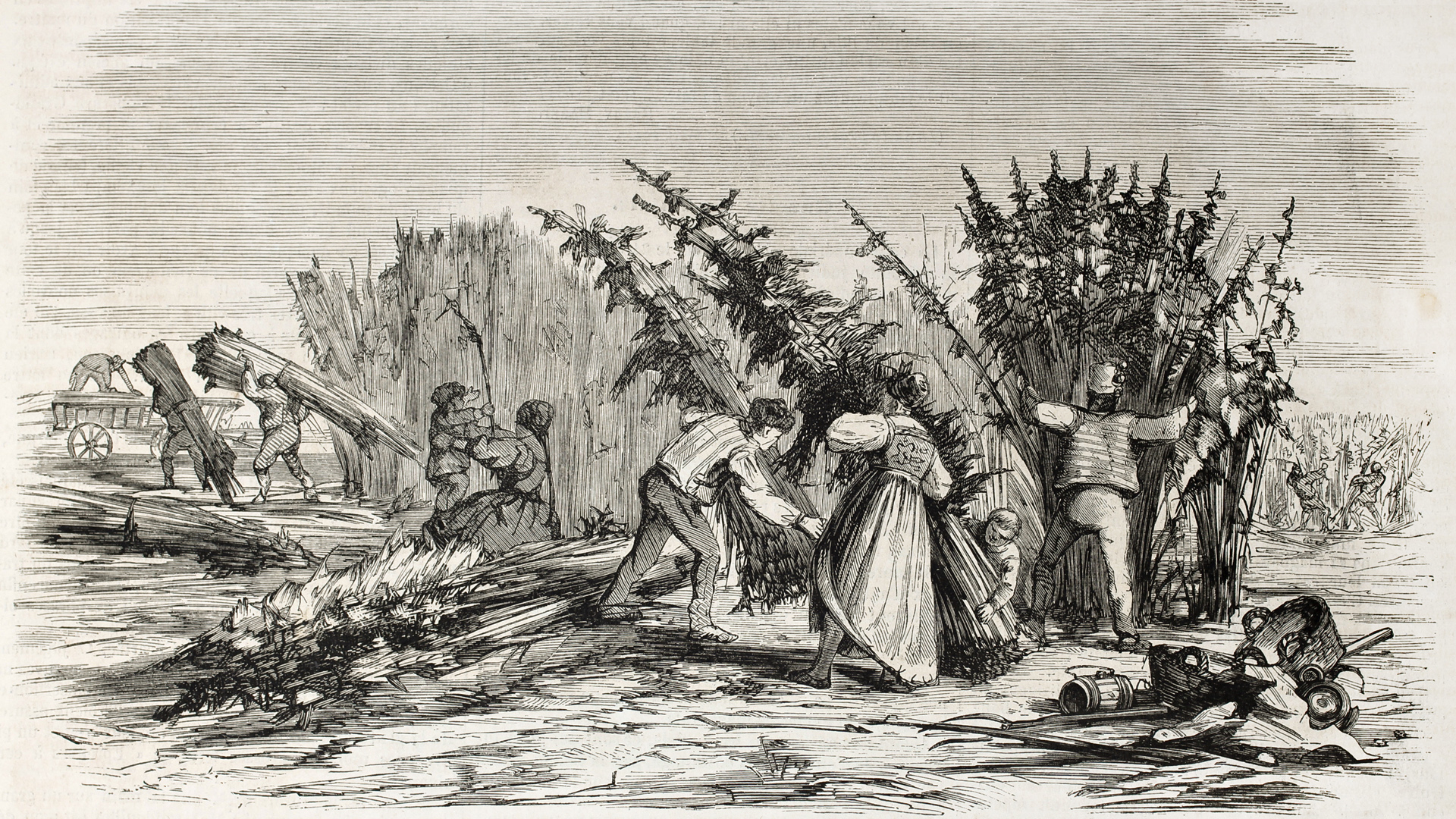 wood cut depicting cannabis harvest