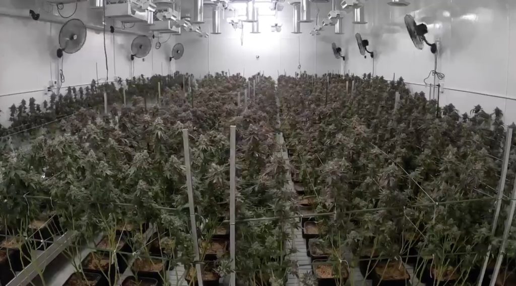 a grown room of cannabis plants