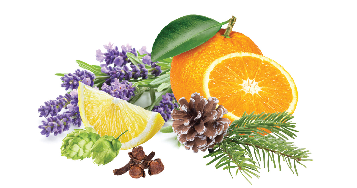 Terpenes linalool limonene myrcene and pinene