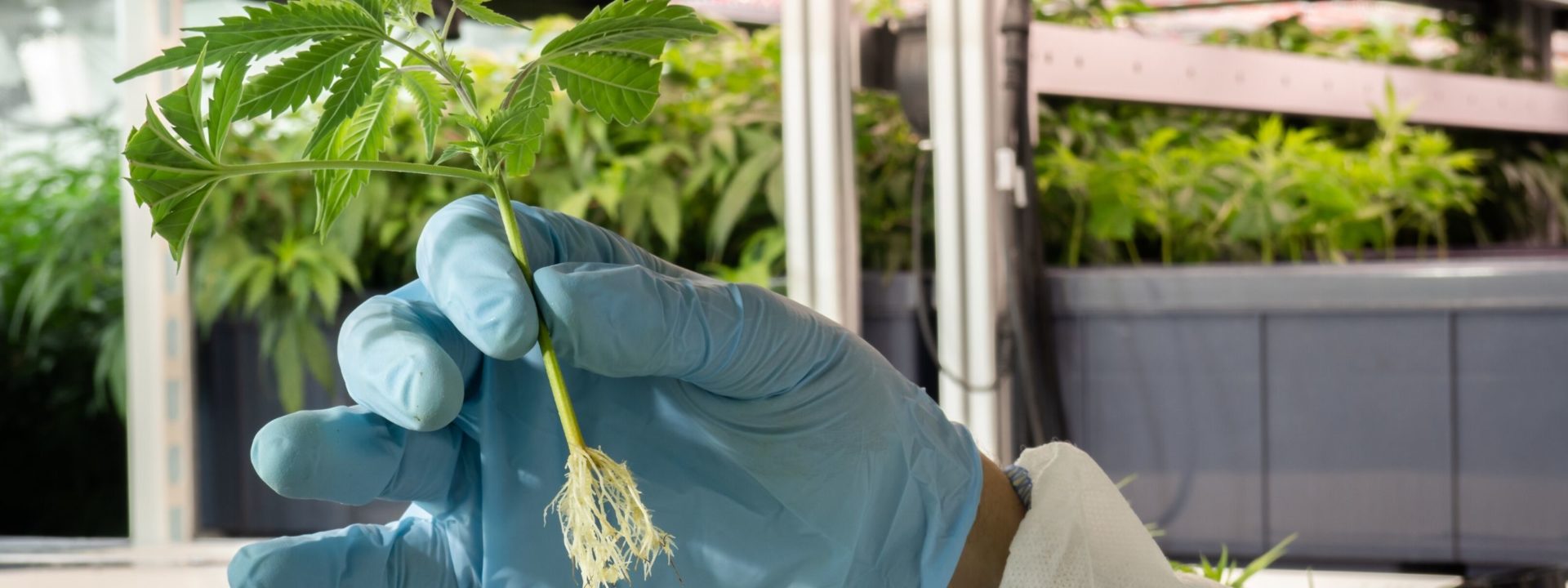 hand holding cannabis plant with roots showing